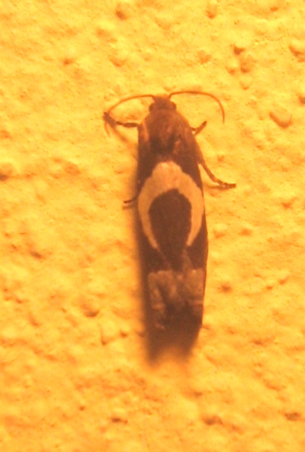 Epiblema foenella